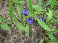 Aptosumum decumbens all-t.JPG